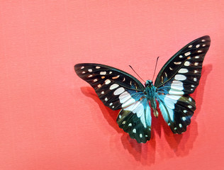 Fototapeta na wymiar Graphium Agamemnon Butterfly With Open Wings On A Pink Striped Cardboard