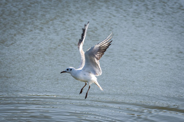 Seagull in flight coming into land on water 