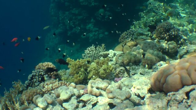 Underwater landscape: a slope of coral reef with numerous exotic fishes in the sun's rays.
