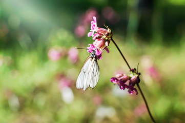 White butterfly on pink carnation flower