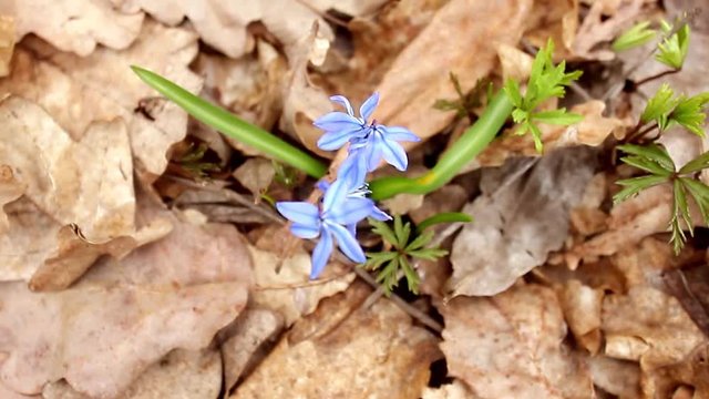 Snowdrop spring flowers. Delicate Snowdrop flower is one of the spring symbols telling us winter is leaving and we have warmer times ahead. Fresh green well complementing the blue blossoms.