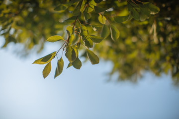 beautiful golden leaves in public park