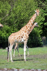 Giraffe