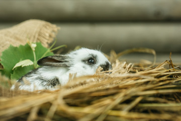 Cute rabbit bunny sitting in natural hay