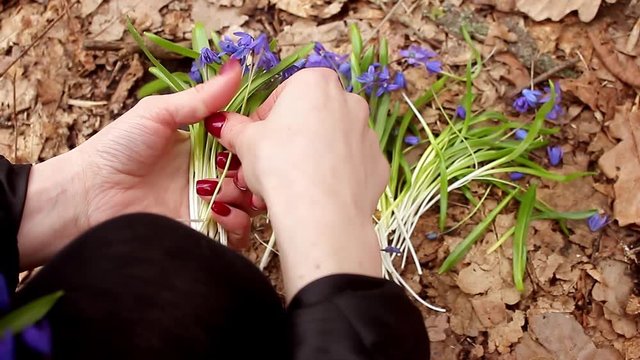 Snowdrop spring flowers. Delicate Snowdrop flower is one of the spring symbols telling us winter is leaving and we have warmer times ahead. Fresh green well complementing the blue blossoms.
