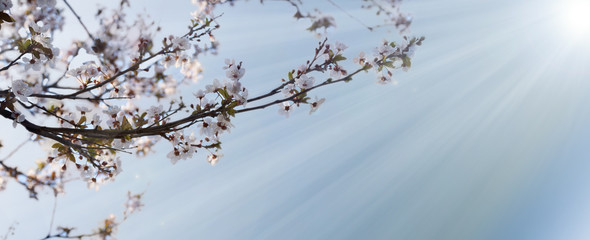 The spring background with peach flowers and sunryes background