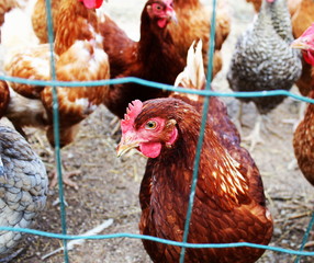 Chickens on a farm in nature. Hens in range farm