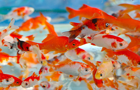 goldfish in the aquarium pet shop