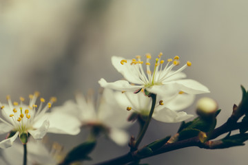 White sakura flower blossoming as natural background on blurred backdrop