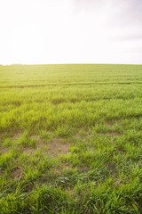 Obraz premium Wheat fields backlit by sunset light; 