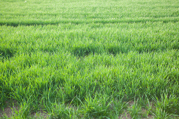 Wheat fields backlit by sunset light; 