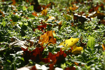 Autumn leaves on grass