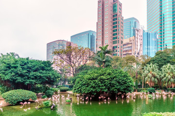 Obraz premium An oasis of green in an urban setting, Kowloon Park blends well with the surrounding natural landscape of Hong Kong city. Pink flamingoes hunting in the pond