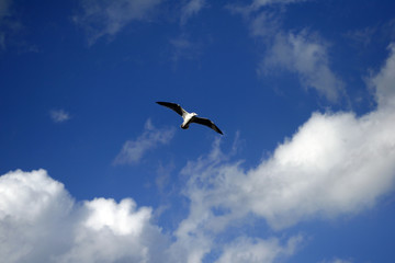 Seagull Flying on a Blue Summer Day
