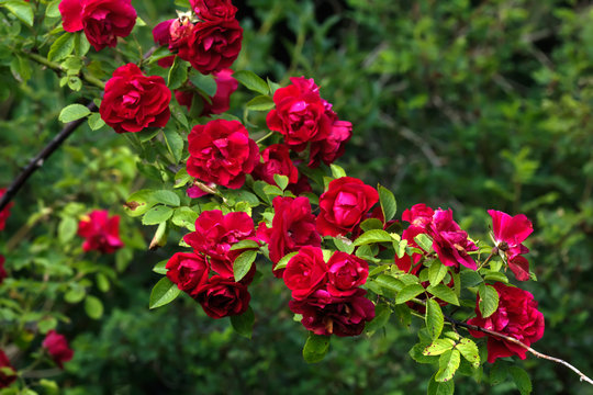 Garden flower. A red rose blooming in the summer garden. 