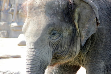 Fototapeta premium Elefant