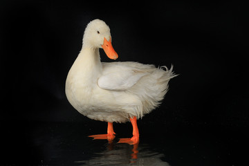 duck