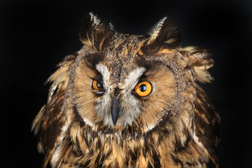 owl