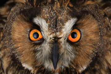 owl