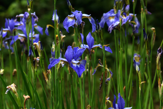 Summer flower. Blue Siberian iris blooming in the summer garden. 