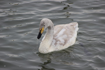 Лебеди, голуби, утки.