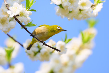 Japanese White Eye