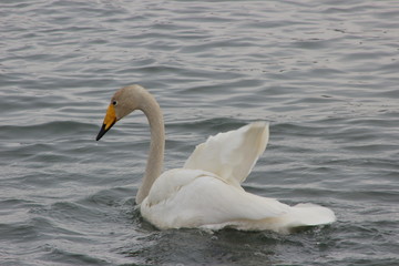 Obraz premium Лебеди, голуби, утки.
