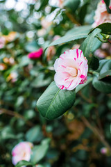 Japanese variegated сamellia. Pink flower in spring. Floral background