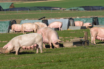 Gruppe von weiblichen Schweinen in Freilandzucht