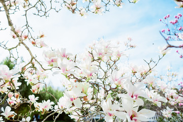 Blooming white magnolia in spring anf blue sky
