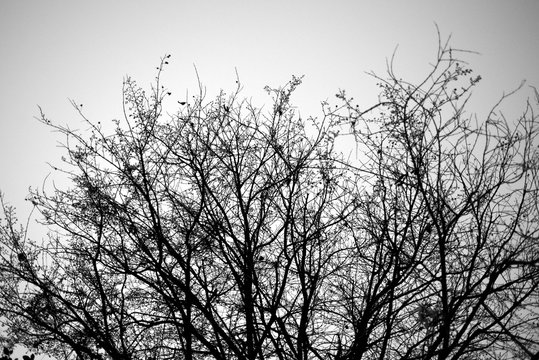 Closeup tree tops without leaves : : black and white