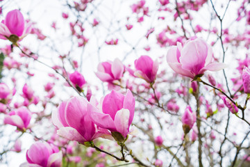 Blooming purple magnolia. Beautiful spring bloom for magnolia tulip trees, pink flowers.