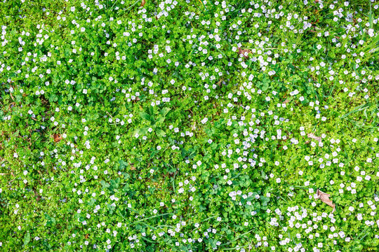 Blue Flowers In Spring And Green Grass. Floral Pattern. Flat Lay