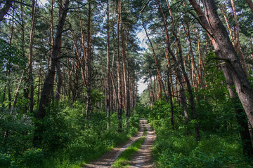Obraz premium Debrowski the forest near the village of Pokrovka in the Dnipro region of Ukraine. May 2006