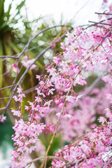 Beautiful spring pink flowers in park. Sakura tree