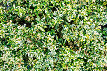 Euonymus. Natural pattern. Flat lay pattern