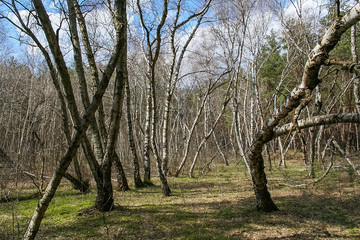 Debrowski the forest near the village of Pokrovka in the Dnipropetrovsk region of Ukraine. April 2007
