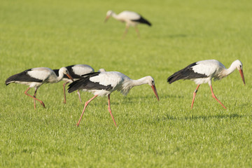 White Storks in a newly mowed meadow.