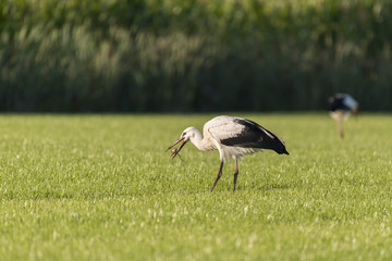 Obraz na płótnie Canvas White Storks in a newly mowed meadow.