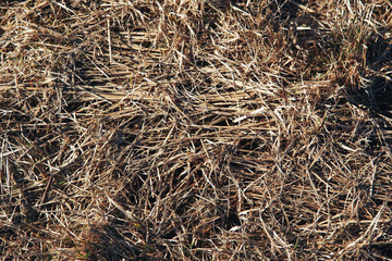 Light texture of dry grass
