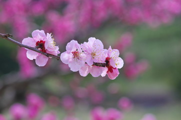 早春の紅梅の花