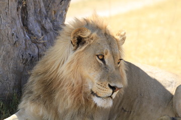 Obraz premium Lion resting in the shade, Botswana