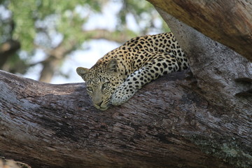 Female Leopoard in a tree, South Africa