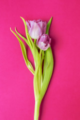 Violet tulips on a dark pink background