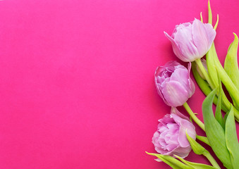 Violet tulips on a dark pink background