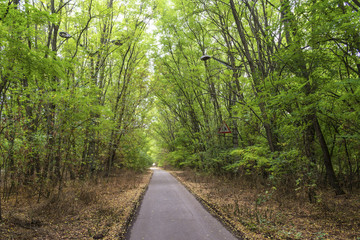 Empty road surrounded by trees in Chernobyl.