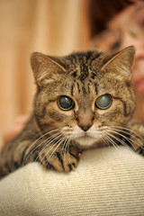 Old blind cat 20 years old