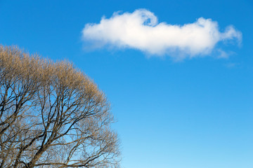 .A cloud swims over the tree