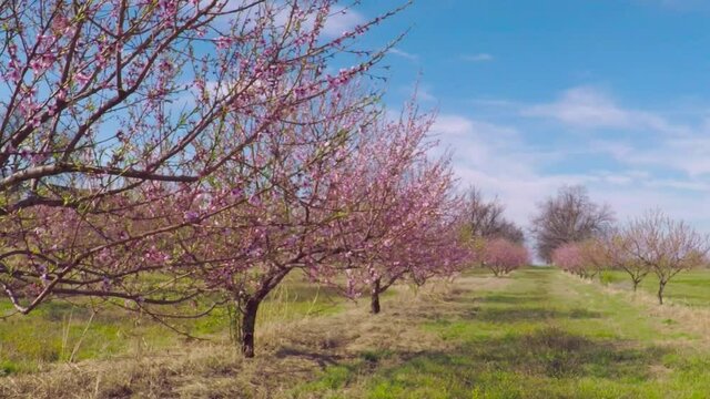Blooming peach trees in peach orchard of a fruit farm.
