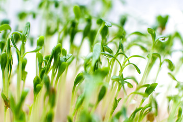 Watercress sprouts, healthy food, vegetarian food, sprouts
